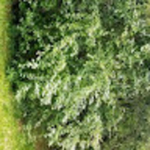 Meet your Posher, Bianca